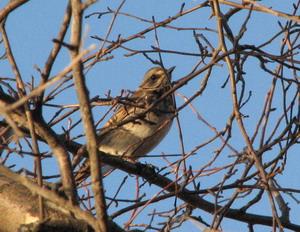 ������ � �������