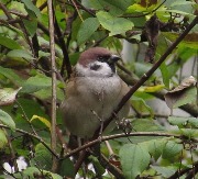 ������� �������