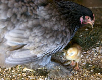 � ��������� ��������� ������ �����