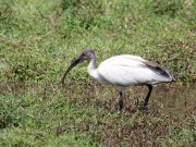 Threskiornis melanocephalus  (Latham, 1790) Black-headed Ibis	
 