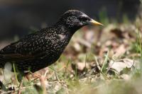   (Sturnus vulgaris)