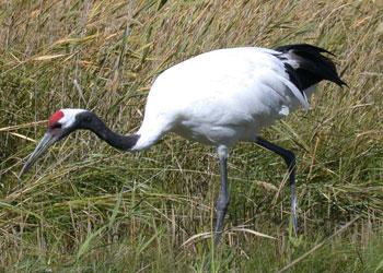 � ������������ ����� � ���� �������� �������� ��������� ������ ������