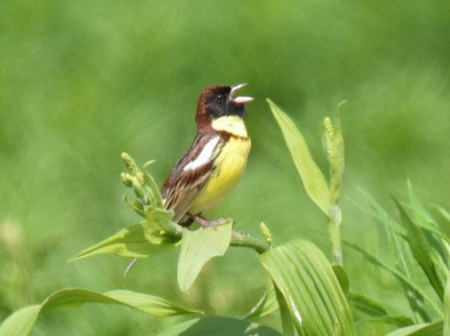 ������ ������������ ��������� ��������� ���������� (Emberisa aureola) � ����� �������� � ������� ������� �������� ����� � �� ������������ �����������
