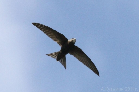 ������ �������� ������