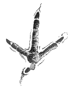 � ����������� ����� ���� �������� ������ ������ ����� 