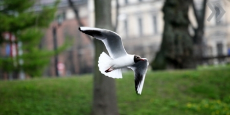 � ������ ������� ������ �����