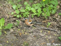 ��������������� ���., �. �������