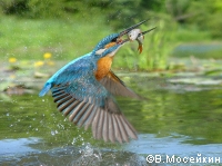 Kingfishers (Alcedo atthis).tif