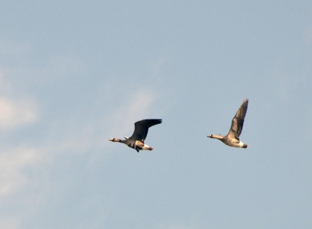 � ����������� ������� ���������� ����� �� �����