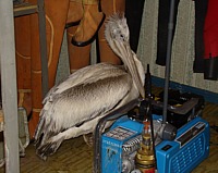 ������������� ��������� �� �������� ��������.