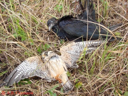 ������ �����