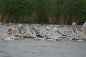 ����� ������� ���� "������� ���������" 