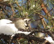 ��������� (�������� ������)