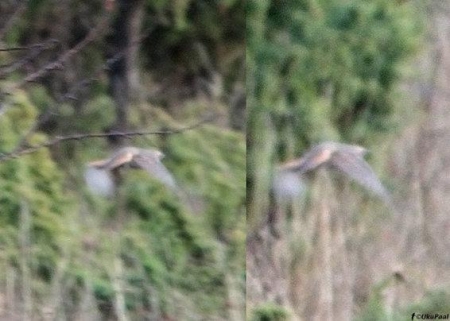 ������ ��� ���� ������� ������� 