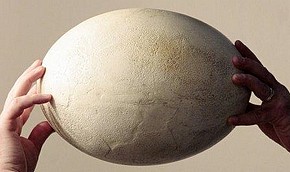 ����������� �������� ��� �������� ����