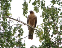 ���-������