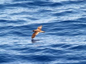 ��������� ����������� ������� ���� ������� �� ������ ������ ��������