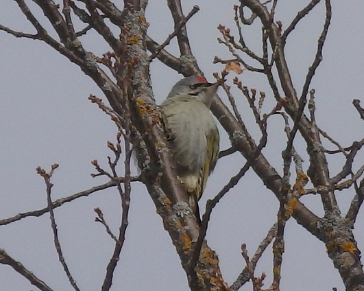 5.Седой дятел.jpg 5.Седой дятел.jpg