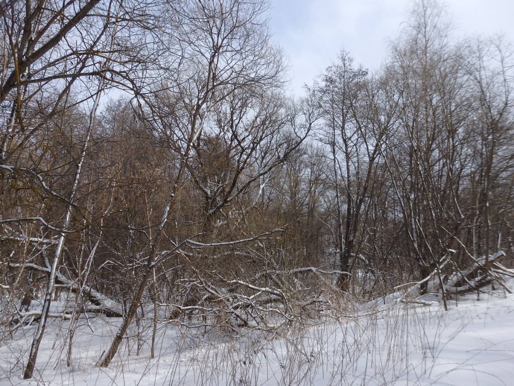 2.Приручьевые леса.JPG 2.Приручьевые леса.JPG