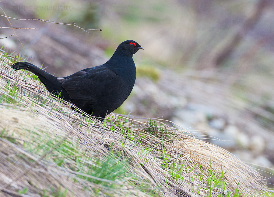 ���������� �������. ���� �. �������