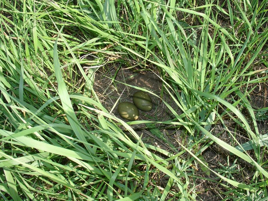 ������ ��������