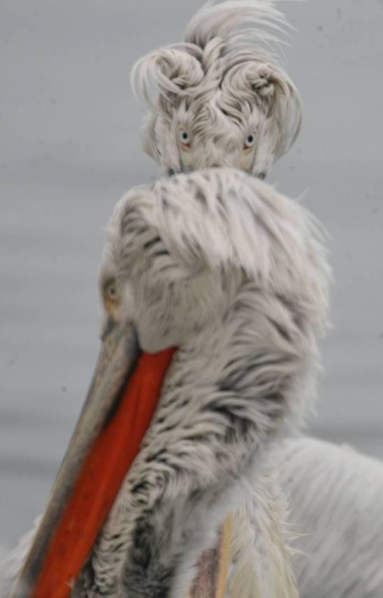 �������� ��������