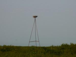 �� �����