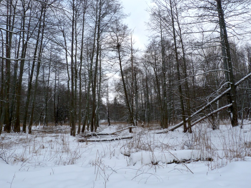 Черноольшаник.JPG Черноольшаник.JPG
