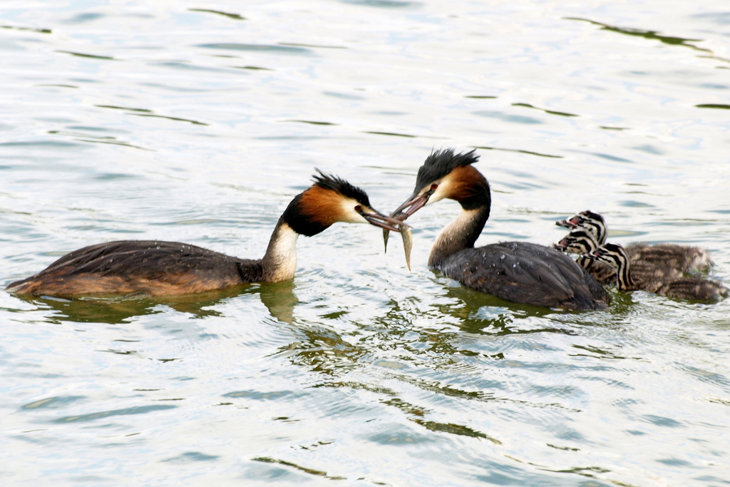 0_adf7d_3394d697_XXL.jpg