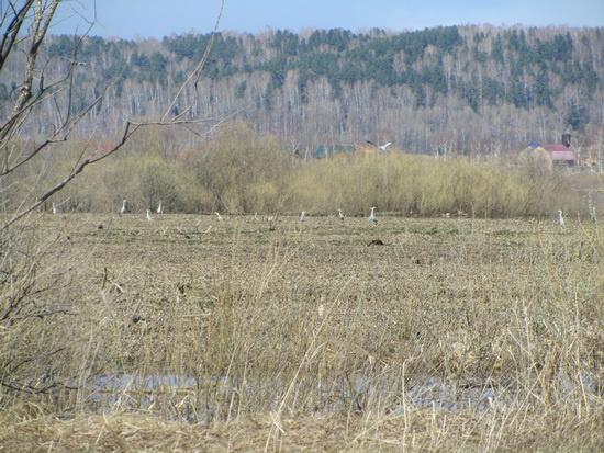 ООПТ.JPG ООПТ.JPG