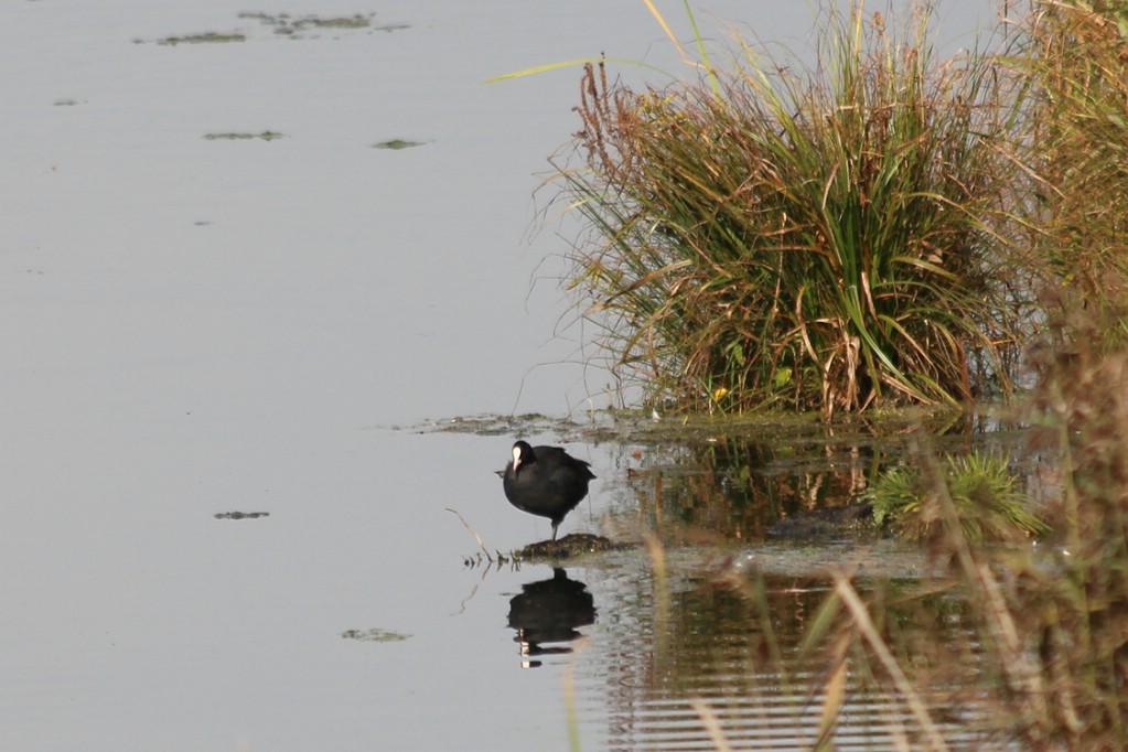 лысуха.JPG лысуха.JPG