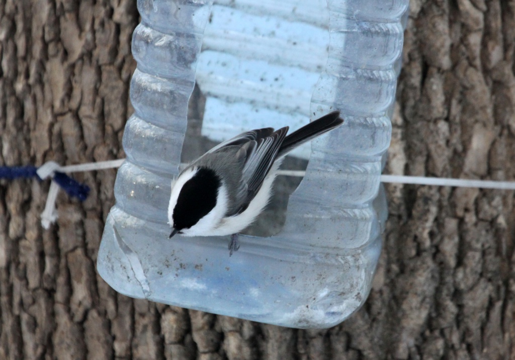 ����� ���� ��� - 19.12.15