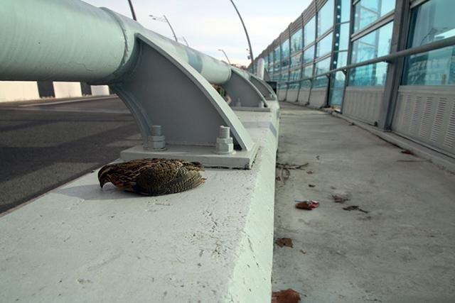 ������ ���� � ����. ������� ������  ��������