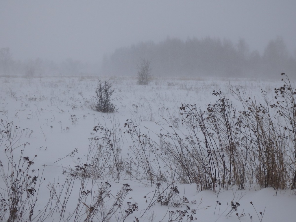 3.Зарастающие луга.JPG 3.Зарастающие луга.JPG