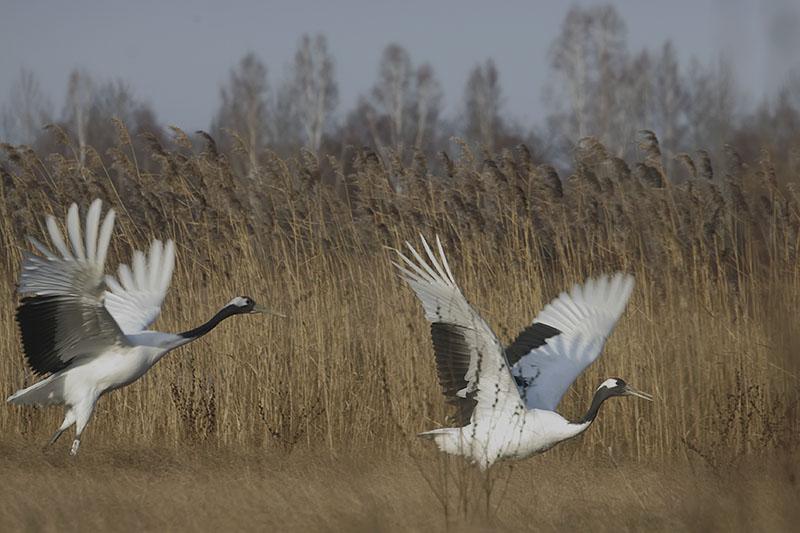 �������� �������