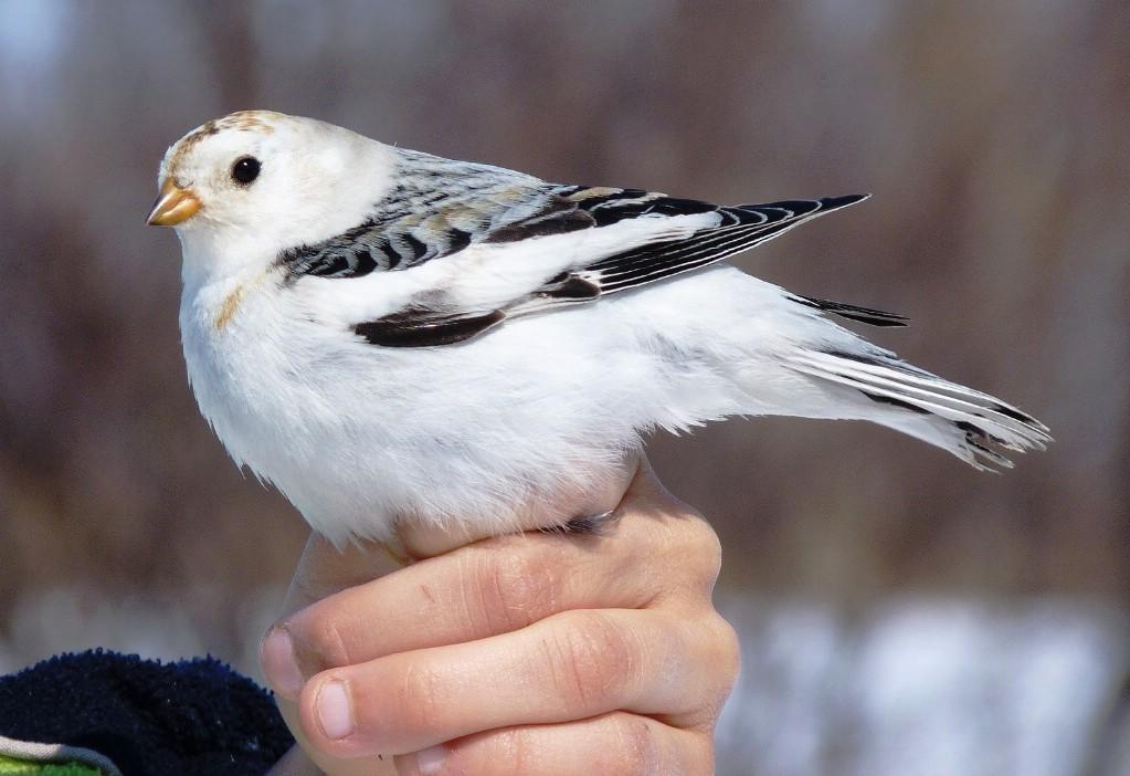 snowbunting
