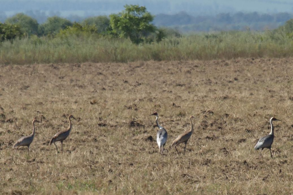 ����� �������� ��������