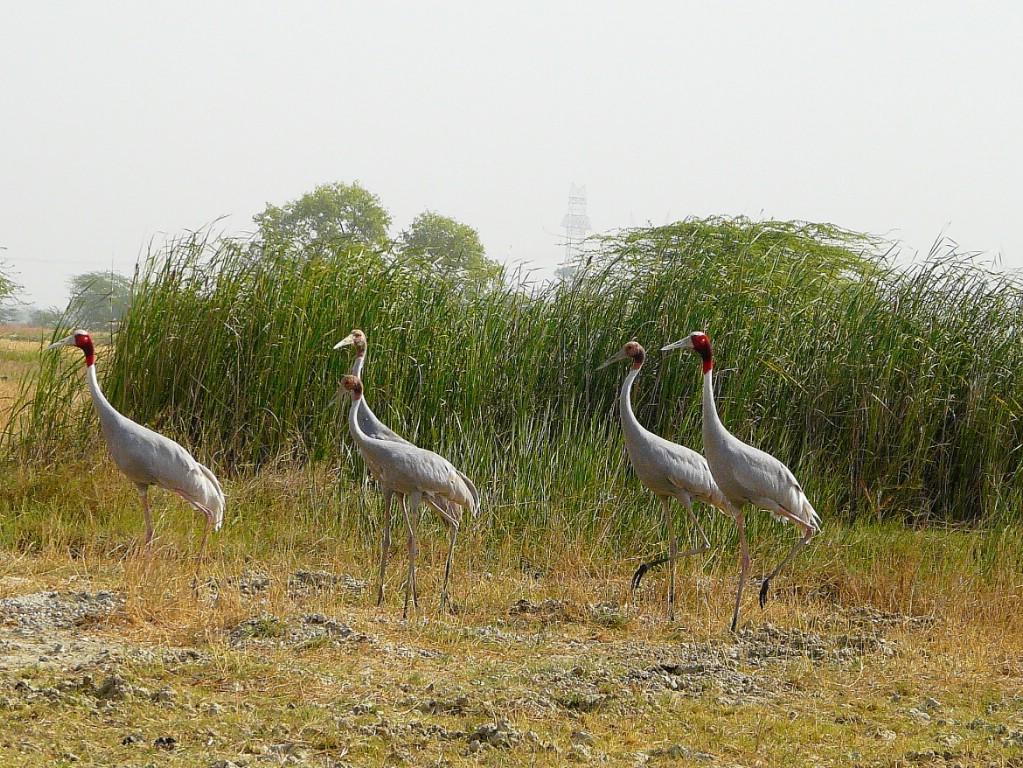 SarusFamilyWith3Chicks_Etawah_Deepu_In.JPG