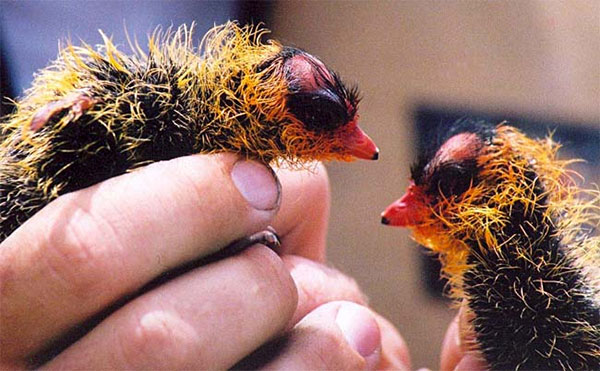 fulica_americana_chicks_3.jpg
