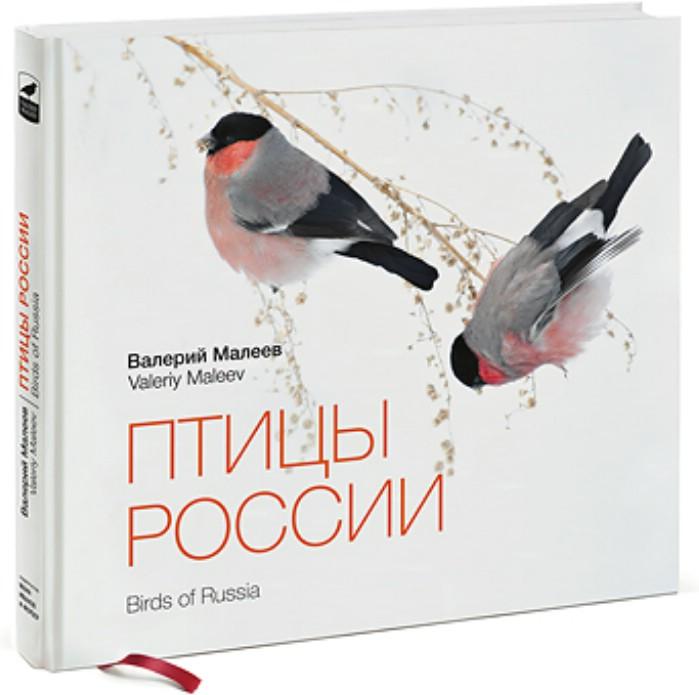 maleev_birds_1.JPG