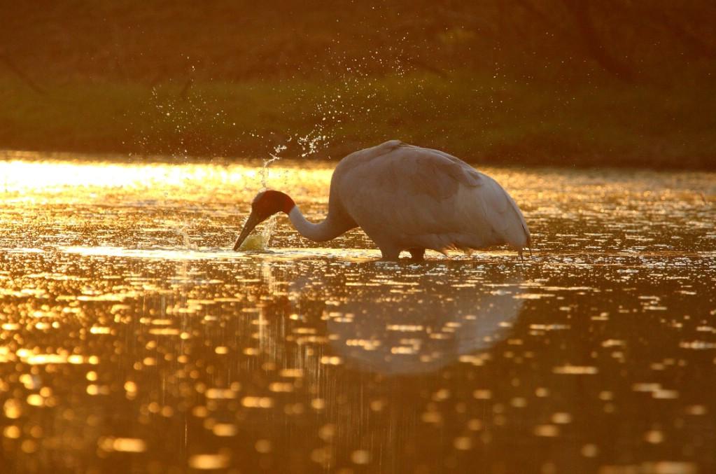 SarusInSunset_Keoladeo_In.JPG SarusInSunset_Keoladeo_In.JPG