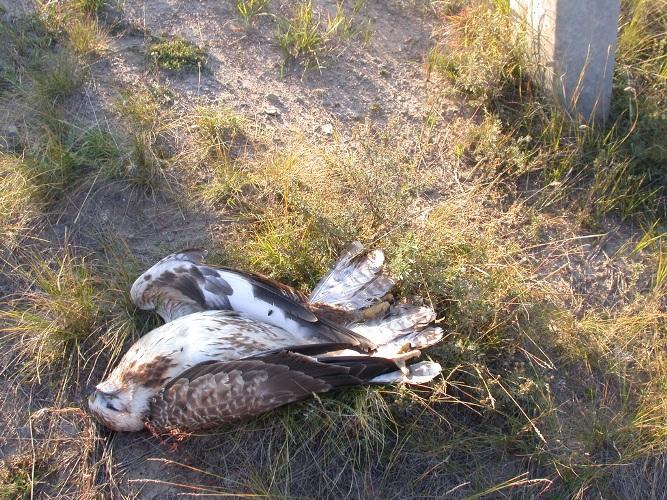 ���������� ���������