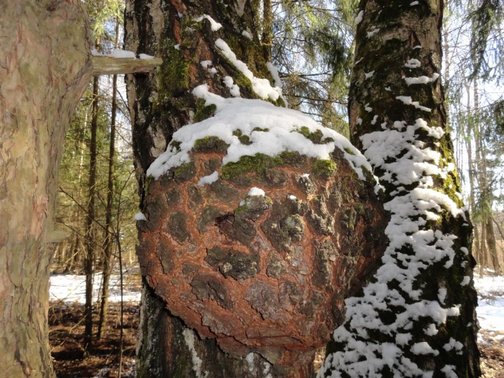1 апреля 2017 г. Экскурсия в нацпарк Лосиный остров. Кап. 1 апреля 2017 г. Экскурсия в нацпарк Лосиный остров. Кап.