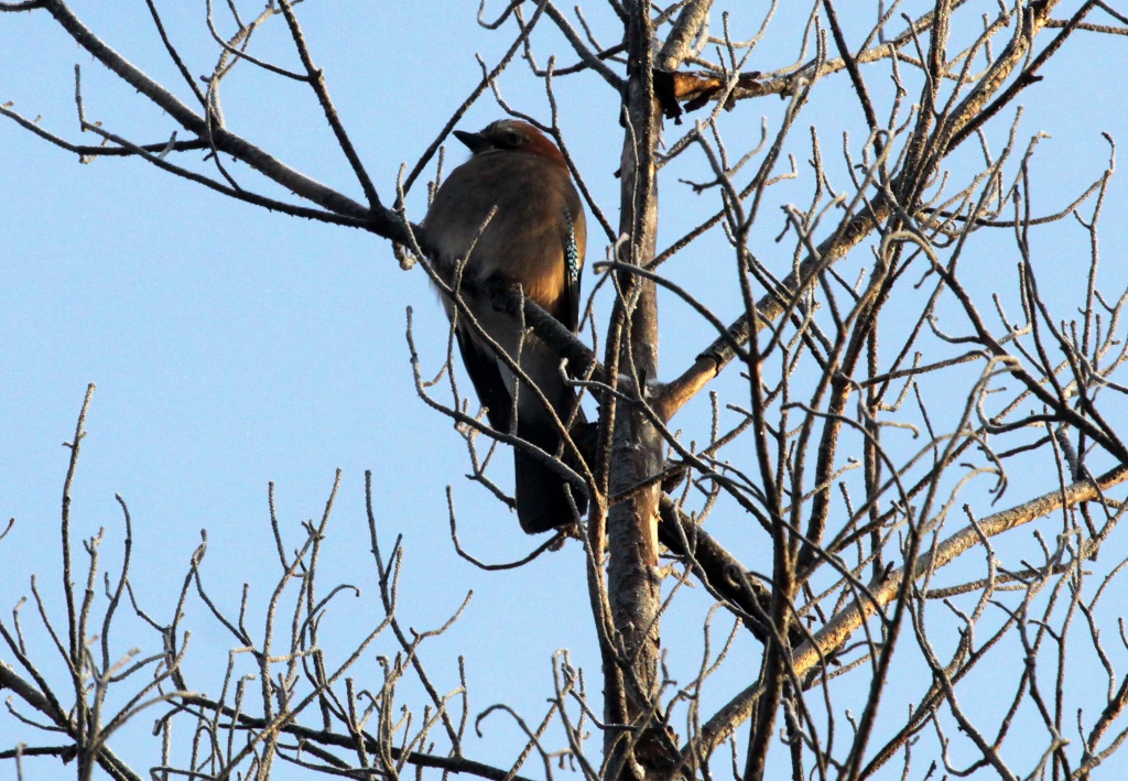 ����� ���� ��� - 19.12.15