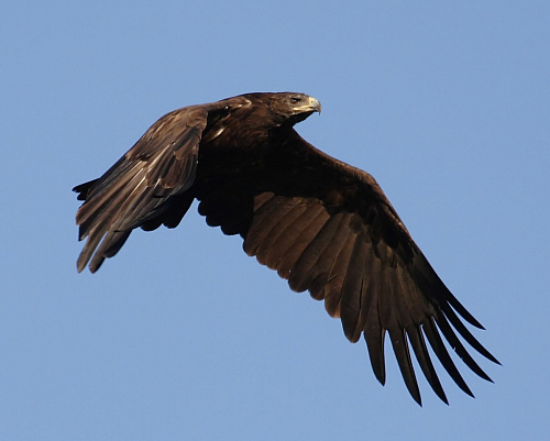 ������� ��������