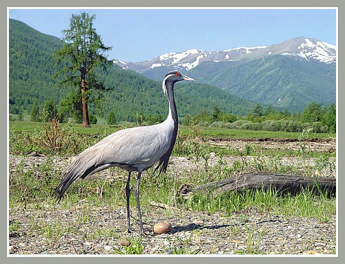 ������ �������-��������