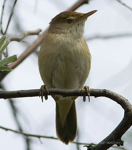 ������������ ���������