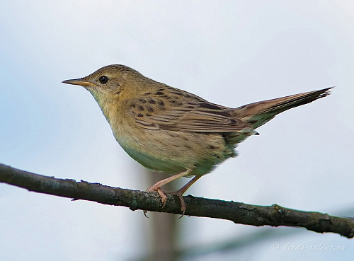 ������������ �������