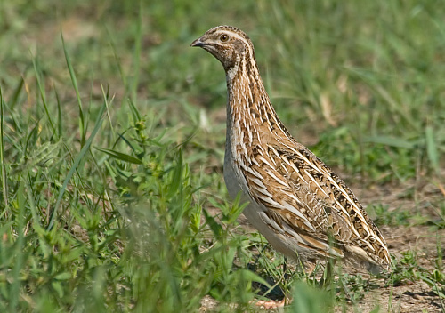 Перепелка фото птица Курообразные Galliformes Фазановые (Phasianidae) Перепел