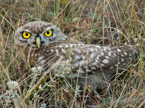 ������� �����